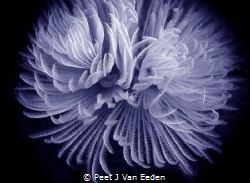 The beauty of  the Feather Duster Worm by Peet J Van Eeden 